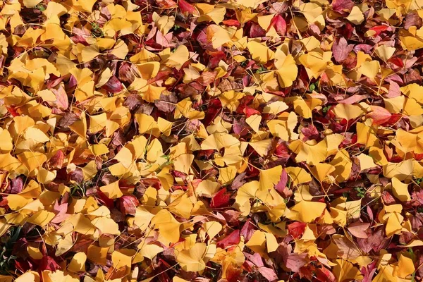 Gele Herfst Ginkgo Boom Bladeren Grond Osaka Japan Herfstseizoenssamenstelling — Stockfoto