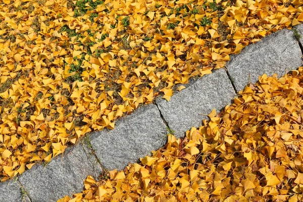 Κίτρινο Φθινόπωρο Φύλλα Τζίνγκο Ένα Πεζοδρόμιο Στην Οσάκα Της Ιαπωνίας — Φωτογραφία Αρχείου