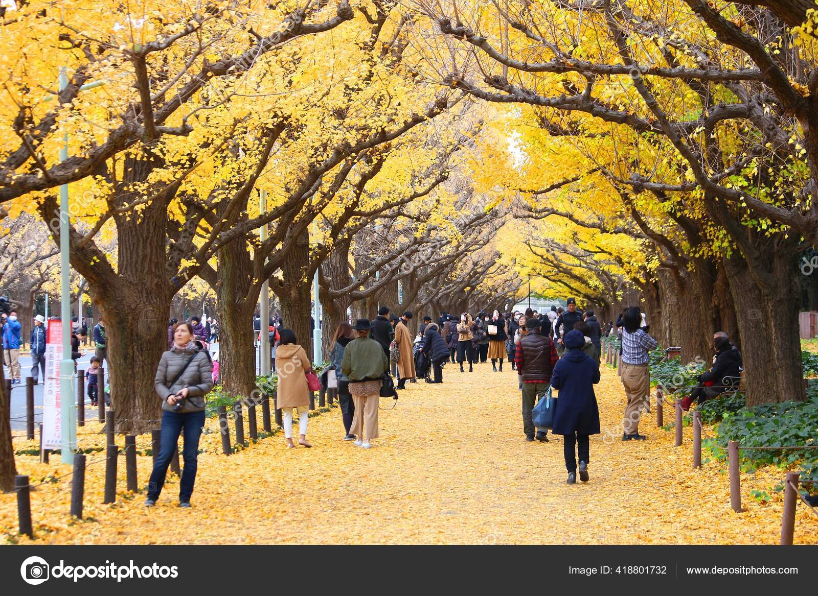 Tokyo Japan November 16 People Celebrate Ginkgo Avenue Autumn Foliage Stock Editorial Photo C Tupungato Tokyo Japan November 16 People Celebrate Ginkgo Avenue Autumn Foliage Stock Editorial Photo C Tupungato