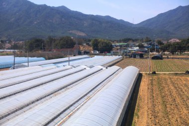 Güney Kore 'de sera tarımı. Imsil-gun, Kuzey Jeolla 'da tarım.