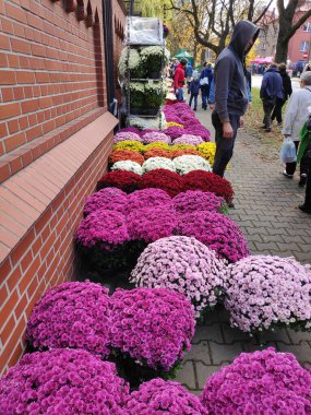 BYTOM, POLAND - 1 Kasım 2023: İnsanlar Polonya 'da Azizler Günü' nde (Wszystkich Swietych) bir mezarlıktan kasımpatı saksısı satın alıyorlar.