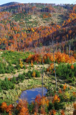 Sonbahar renkleri. Polonya 'daki Beskids dağlarında sonbahar manzarası. Milowka yakınlarında Zywiec Beskids (Beskid Zywiecki).