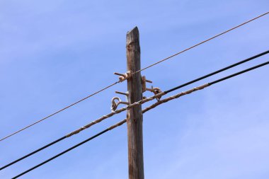 İspanya 'da elektrik şebekesi. Tahta elektrik direği..