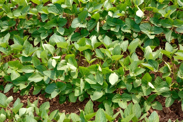 Fileiras Plantas Jovens Soja Agricultura Vista Superior — Fotografia de Stock