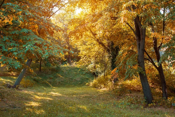 Höst Färger Njuter Vackra Hösten Skogen — Stockfoto
