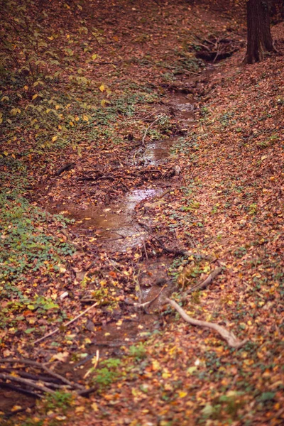 Ström Vatten Genom Hösten Skogen Floden — Stockfoto