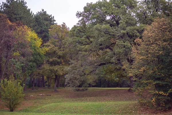 Mooie Herfst Bomen Park Achtergrond — Stockfoto