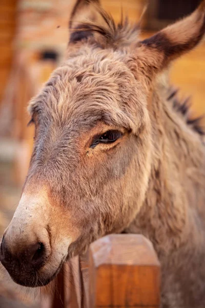 Belo Burro Marrom Domesticado Membro Família Cavalo — Fotografia de Stock