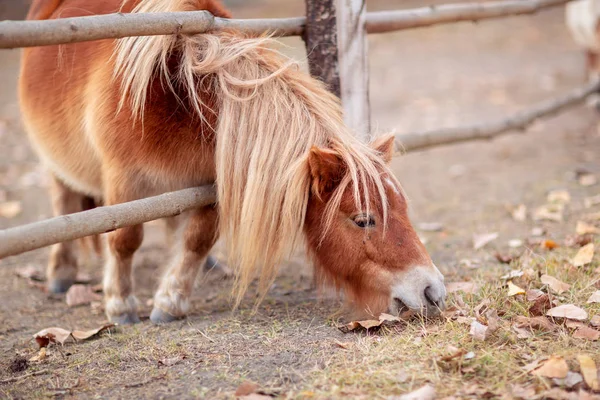Cavalo Pônei Belo Cavalo Pônei Jovem Uma Fazenda Livre Animal — Fotografia de Stock