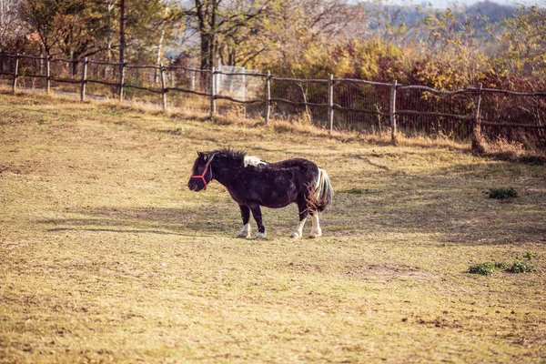 Miniaturpferd Porträt Eines Wunderschönen Shetlandponys Auf Einem Bauernhof — Stockfoto