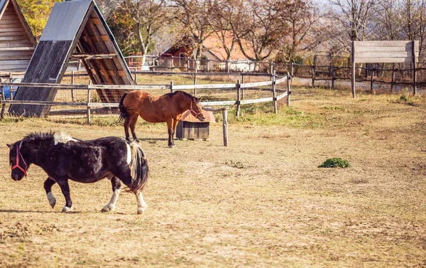 Braune Schöne Junge Pferd Und Pony Pferd Herbst Bauernhof — Stockfoto