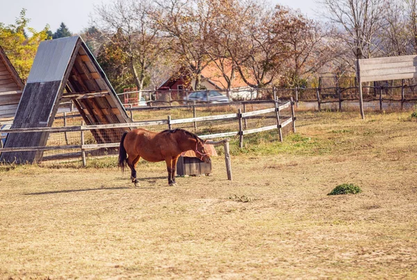 Pferd Auf Bauernhof Schönes Braunes Pferd — Stockfoto