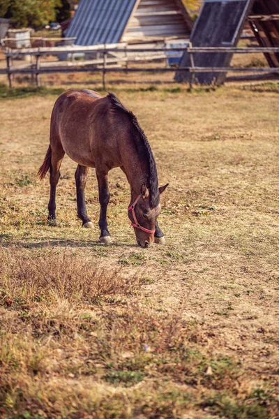 Fazenda Cavalos Belos Cavalos Castanhos Domésticos Fazenda — Fotografia de Stock