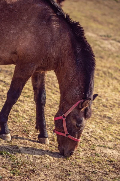 Cavalos Castanhos Belos Cavalos Fundo Fazenda — Fotografia de Stock