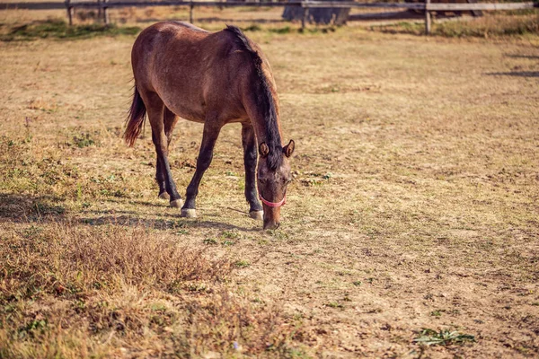 Cavalos Belos Cavalos Castanhos Fundo Fazenda — Fotografia de Stock