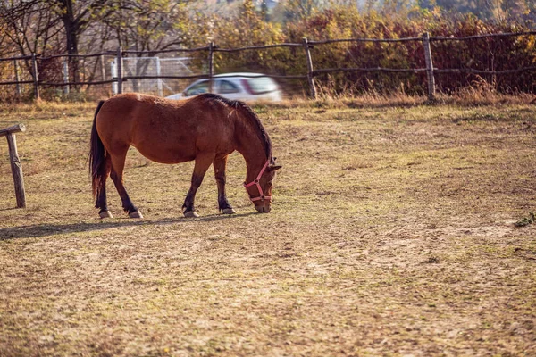 Vacker Röd Häst Betande Gården Bakgrunden — Stockfoto