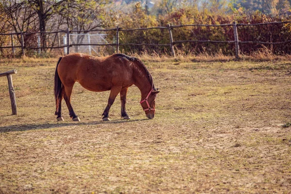 Retrato Belo Cavalo Vermelho Pastando Fundo Fazenda — Fotografia de Stock