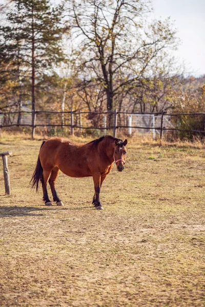 Chevaux Domestiques Portrait Beaux Chevaux Rouges Sur Fond Ferme — Photo