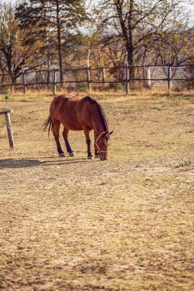 Cavalos Domésticos Retrato Belo Cavalo Pastando Fundo Fazenda — Fotografia de Stock