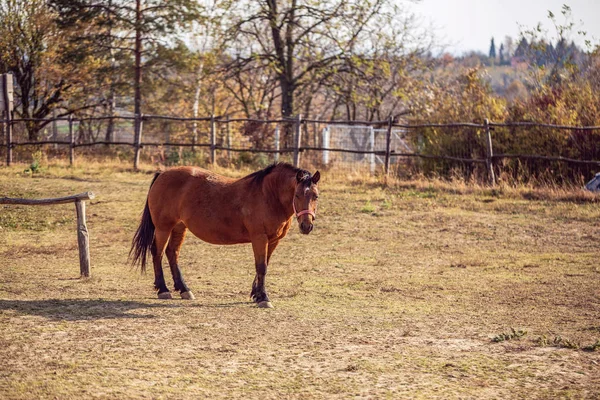 Chevaux Domestiques Portrait Beaux Chevaux Bruns Sur Fond Ferme — Photo