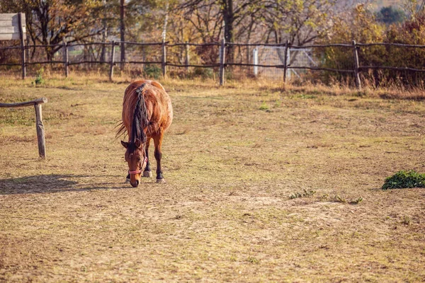 Domestic Horses Beautiful Brown Horse Grazing Meadow Eating Grass — Stock Photo, Image