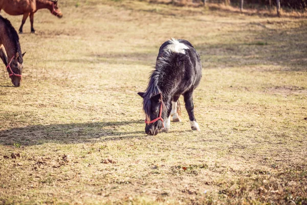 Chevaux Domestiques Beau Poney Noir Broutant Dans Une Prairie Mangeant — Photo