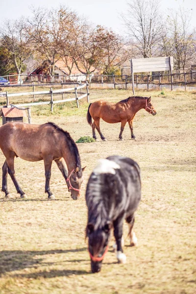 Cavalos Domésticos Belo Pônei Preto Pastando Prado Comendo Grama — Fotografia de Stock