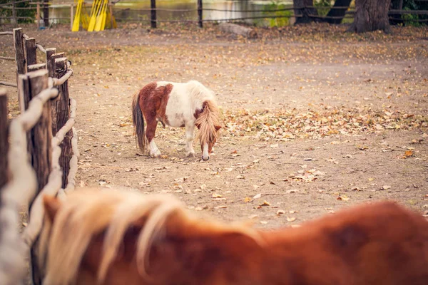 Cavalo de pônei cavalo de pônei em uma fazenda ao ar livre — Fotografia de Stock