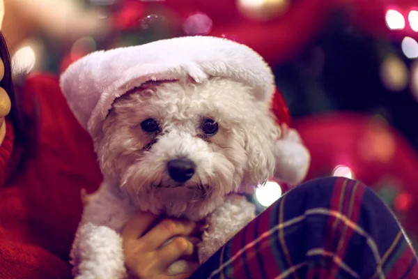 Süße Welpen in Weihnachtsmützen als Weihnachtsgeschenk. Hund mit Weihnachtsmütze — Stockfoto