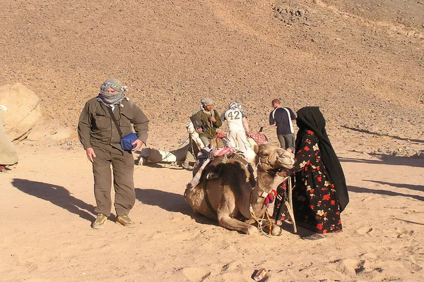 Maskeli bir büyükbabanın çöl manzarası ve Sahra Çölü, Mısır Afrika 'da dinlenen develer..
