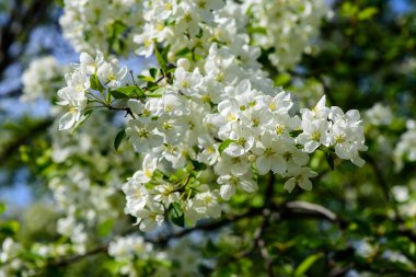 Dalı üzerinde güneş ışığı ile appleblossom appletree bahar yeşil artalanları - yatay üzerinde üzerinde