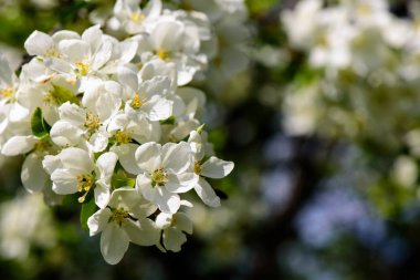 Dalı üzerinde güneş ışığı ile appleblossom appletree bahar yeşil artalanları - yatay üzerinde üzerinde
