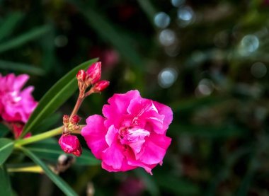 pembe pastel Jatropha integerrima çiçek doğa Bahçe