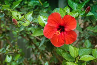 Kırmızı Hibiscus çiçek bahçesinde bulunan su damlaları. Ayrıntı ercik ve pistil yeşil zemin üzerine