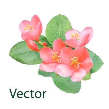 Beyaz arka plan üzerinde izole gerçekçi pembe Jatropha integerrima çiçek