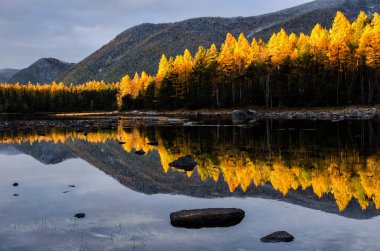 Sarı orman, Rusya, Sibirya, Froliha Baykal Gölü yakınındaki dağ Gölü