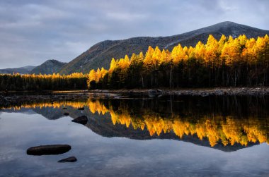 Sarı orman, Rusya, Sibirya, Froliha Baykal Gölü yakınındaki dağ Gölü