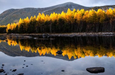 Sarı orman, Rusya, Sibirya, Froliha Baykal Gölü yakınındaki dağ Gölü