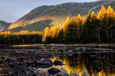 Sarı orman, Rusya, Sibirya, Froliha Baykal Gölü yakınındaki dağ Gölü