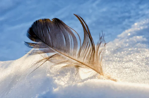 Fåglar fjäder på vit snö närbild — Stockfoto