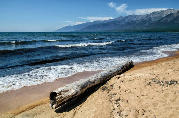Mycket gammal trä logg på grund ruttna på stranden, nära Bajkalsjön, Ryssland, på en solig dag i sommar — Stockfoto