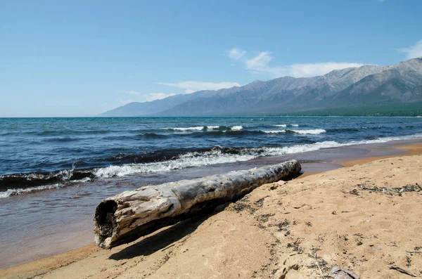 Mycket gammal trä logg på grund ruttna på stranden, nära Bajkalsjön, Ryssland, på en solig dag i sommar — Stockfoto