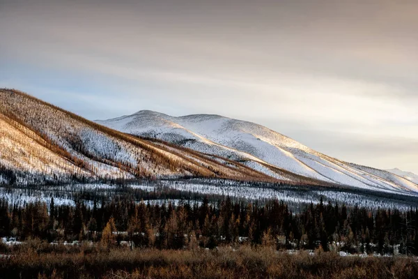 山谷里有黄草 背景下 积雪覆盖着山脉和冰川 日出美丽 蒙古西部 — 图库照片