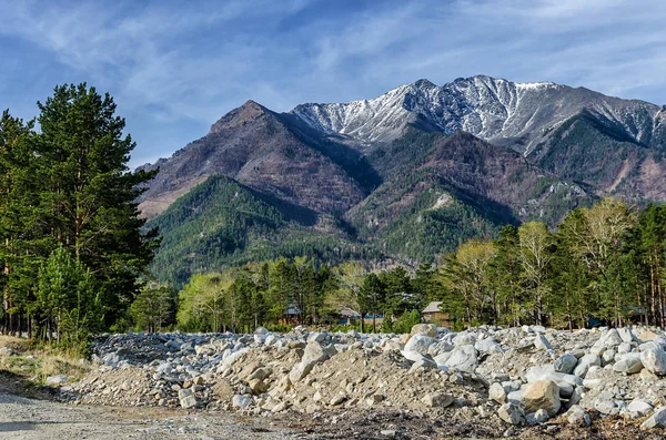 Çam ağacı orman büyük dağlar yaz aylarında karla yakınındaki