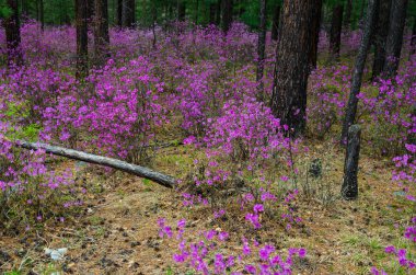 Ledum. Muhteşem güzelliği bizim bahar ormanlar ve tepeler. Orman kenarında ilk bahar çiçekleri.