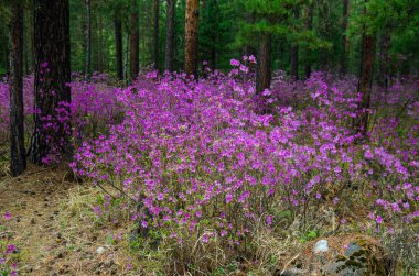 Ledum. Muhteşem güzelliği bizim bahar ormanlar ve tepeler. Orman kenarında ilk bahar çiçekleri.