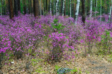 Ledum. Muhteşem güzelliği bizim bahar ormanlar ve tepeler. Orman kenarında ilk bahar çiçekleri.