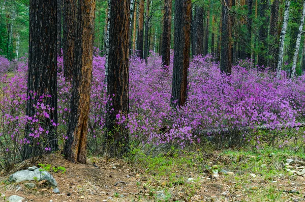 Ledum. La fabulosa belleza de nuestros bosques y colinas de primavera. Las primeras flores de primavera en el borde del bosque . —  Fotos de Stock