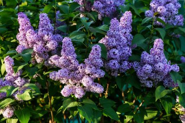 Leylak çiçeği çiçekleri bahar manzarası. Bahar leylak çiçeği çiçeği makro görünümü. Bahar leylak çiçekleri makro.