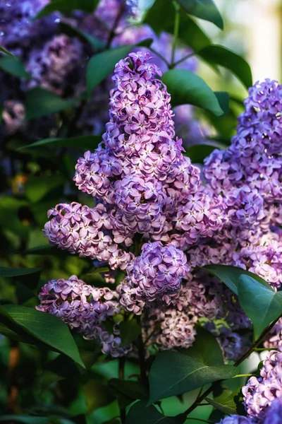 Lilac blossom flowers spring view. Spring lilac blossom bloom macro view. Spring lilac flowers macro.